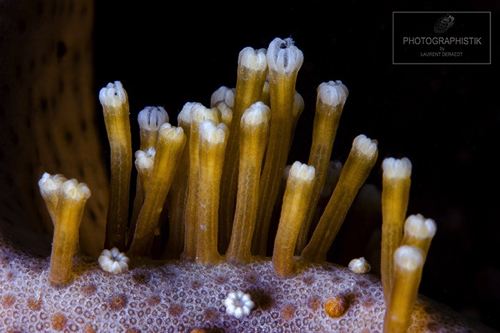 2013 - PHILIPPINES - Malapascua - Corail
60MM_F18_1/60S 2013 - PHILIPPINES - Malapascua - Corail
60MM_F18_1/60S